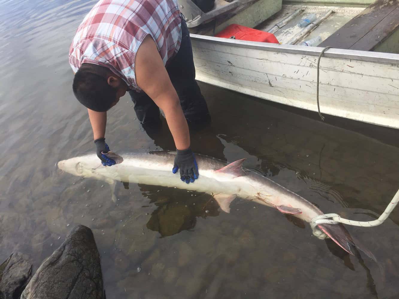 sturgeon released live in 2017 in Stuart Lake