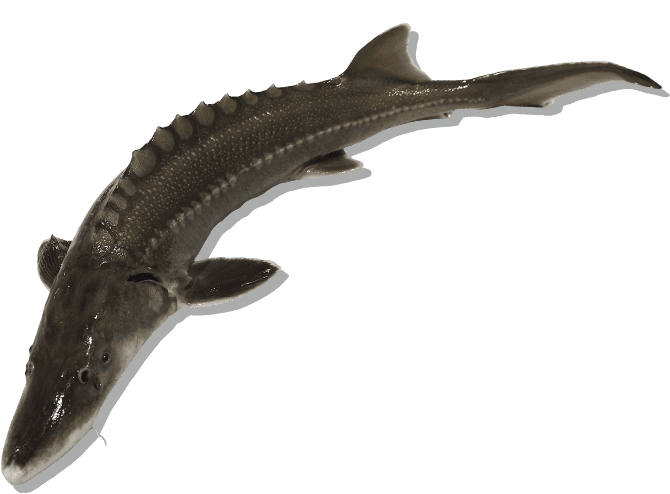 juvenile white sturgeon