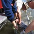 Sturgeon being released