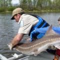 Sturgeon being released