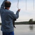 Searching for marked sturgeon with telemetry