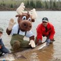 Sturgeon being released