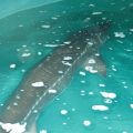 Adult sturgeon at hatchery