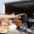 Nechako sturgeon wood carving