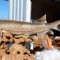 Nechako sturgeon wood carving