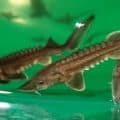 Juvenile sturgeon