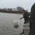 Juvenile sturgeon release