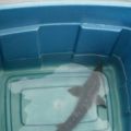 Juvenile sturgeon