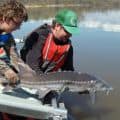 Juvenile sturgeon release