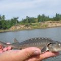 Juvenile sturgeon