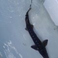 Juvenile sturgeon