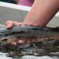 Juvenile sturgeon