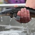 Juvenile sturgeon