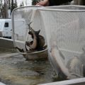 Juvenile sturgeon