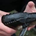 Juvenile sturgeon