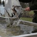 Juvenile sturgeon