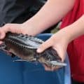 Juvenile sturgeon