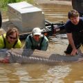 Hatchery - Releasing Sturgeon