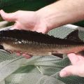 Hatchery - Juvenile Sturgeon