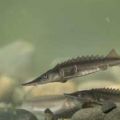 Hatchery - Juvenile Sturgeon