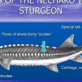 Anatomy of Sturgeon