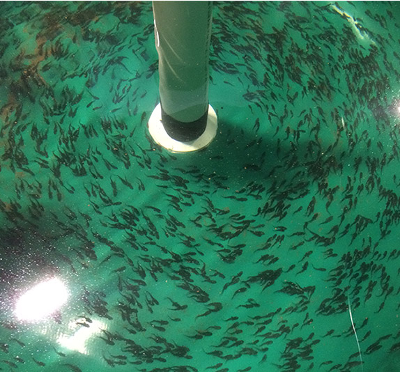 juvenile sturgeon in tank